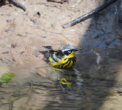 Magnolia taking a bath.