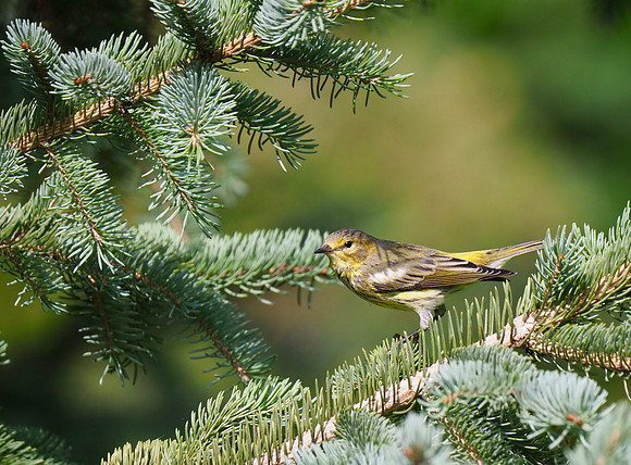 Cape May Warbler; Lake Park; September.