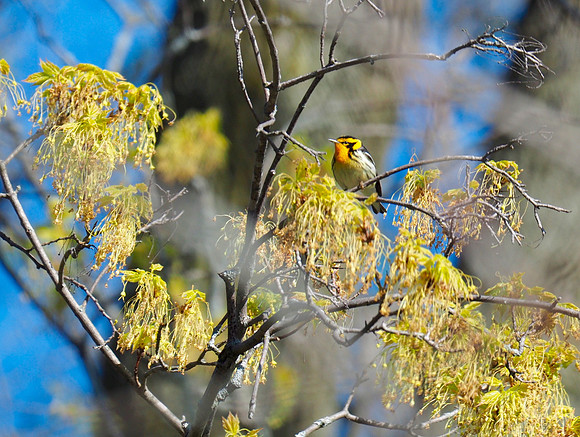Blackburnian Warbler; Lake Park, Milwaukee, WI; May