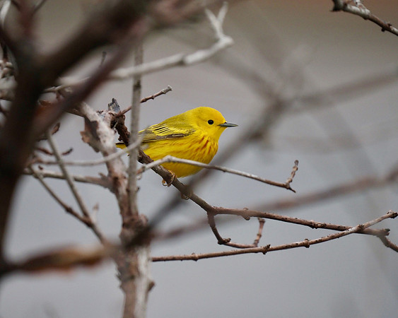 Yellow Warbler