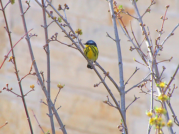 Magnolia Warbler;Whitefish Bay, WI; May