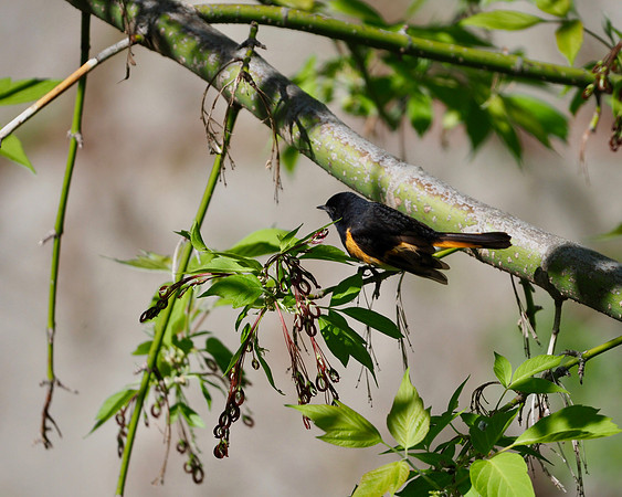 American Redstart