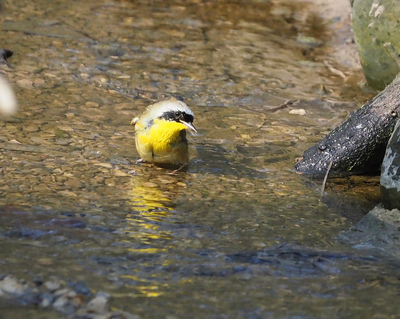 In the stream.