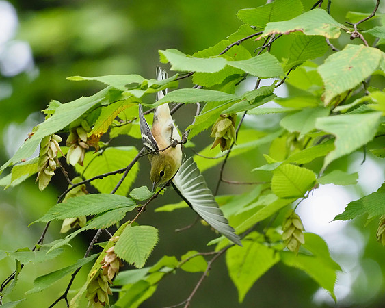 Bay-breasted Warbler diving for a bug.