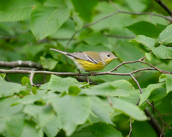 Magnolia Warbler, juvenile, September.
