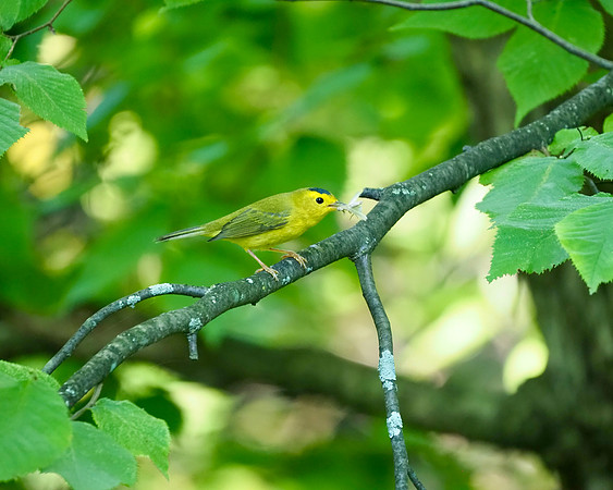 Wilson's Warbler with moth snack.