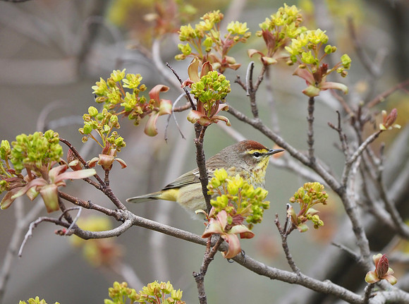 Palm warbler.