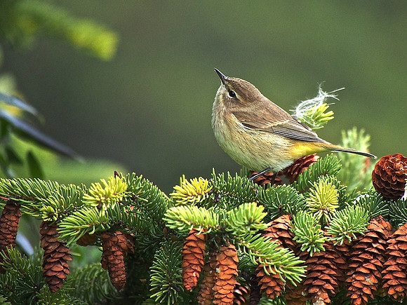 Yellow-rumped Warbler; Lake Park, Milwaukee, WI; October