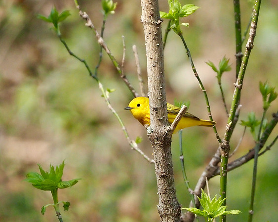 Yellow Warbler.