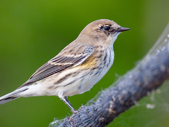 Yellow-rumped Warbler; Horicon NWR, WI; October