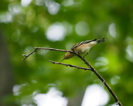 Bay-breasted Warbler, fall immature.