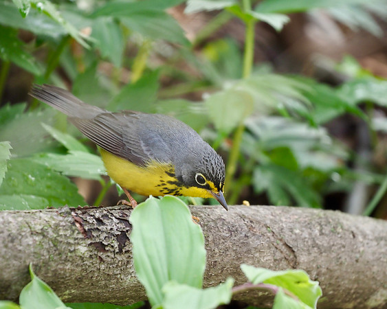 Poking around for something to eat.