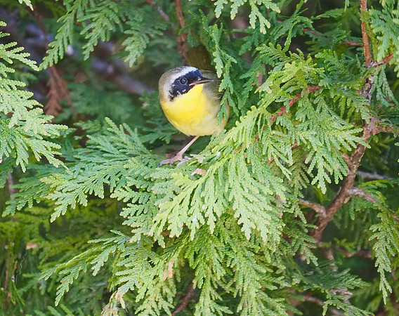 Common Yellowthroat; Lake Park, Milwaukee, WI; May