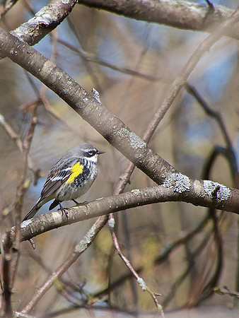 Yellow-rumped Warbler; Lake Park, Milwaukee, WI; April