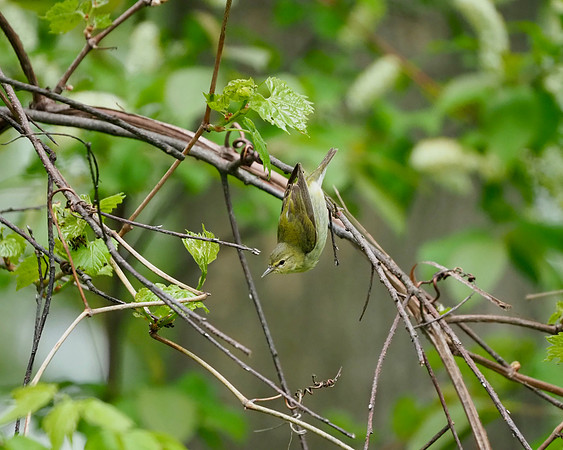 Tennessee Warbler