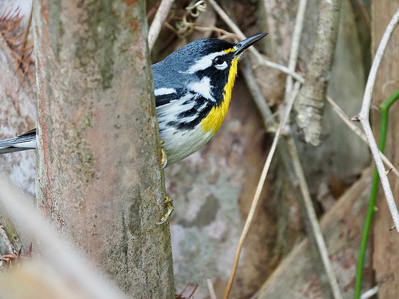 Yellow-throated Warbler