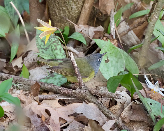 Foraging under the toad lilies.