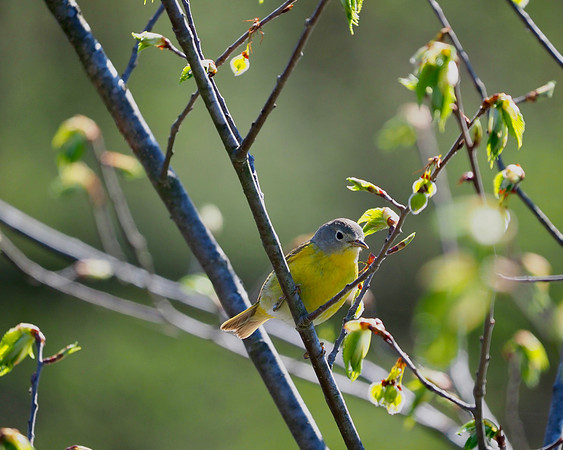 Nashville Warbler