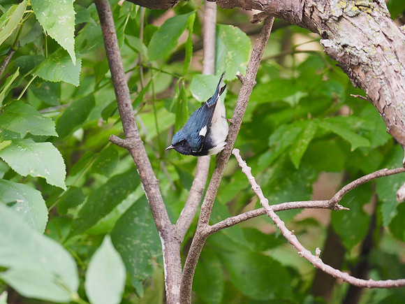 Black-throated Blue Warbler, September