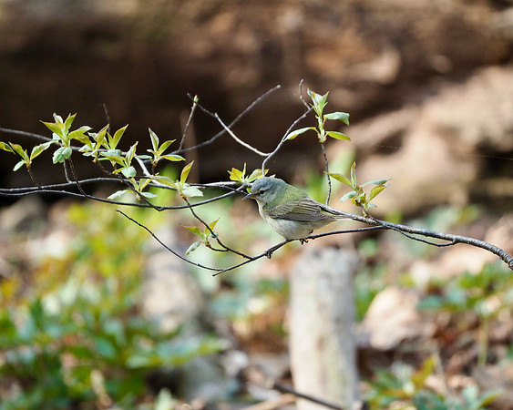 Tennessee Warbler, Lake Park.