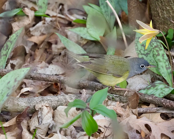 Connecticut Warbler, Lake Park, May