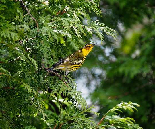 Cape May Warbler; Lake Park, Milwaukee, WI; May