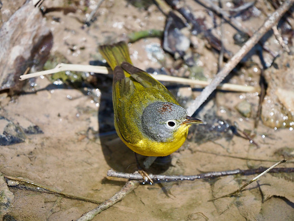Nashville Warbler.