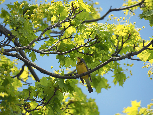 Canada Warbler; Lake Park, Milwaukee, WI; May