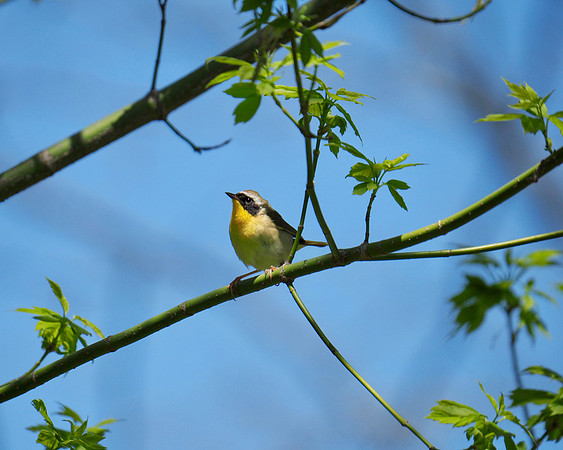 Common Yellowthroat