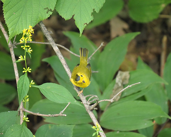 Wilson's Warbler, September.