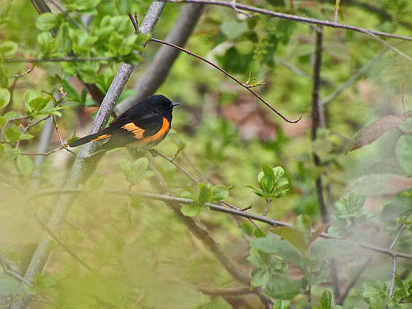 American Redstart; Lake Park, Milwaukee, WI; May