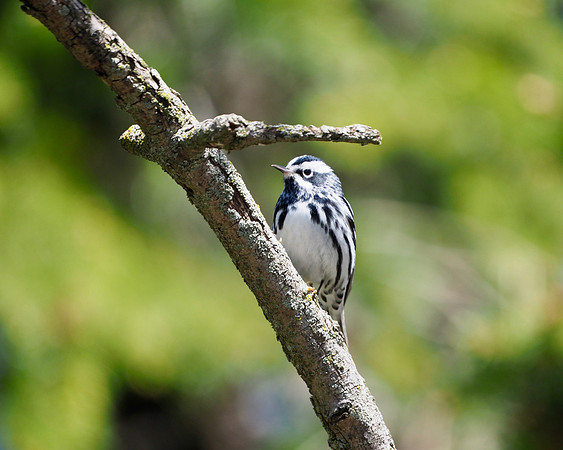 Black and White Warbler