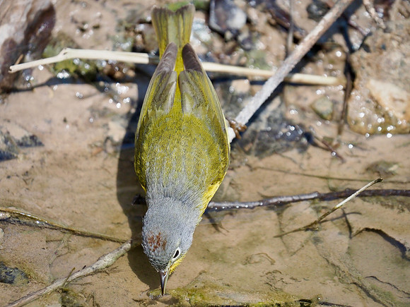 Taking a drink.