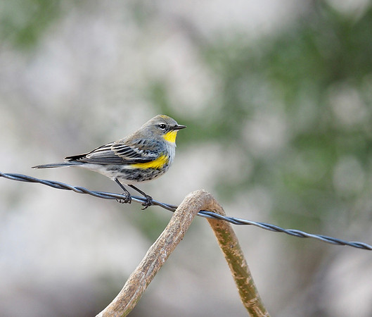 Yellow-rumped Warbler (Audubon's); Arizona; January