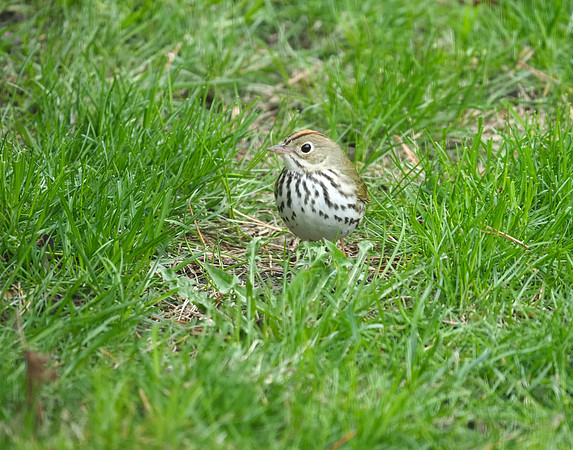 Ovenbird.