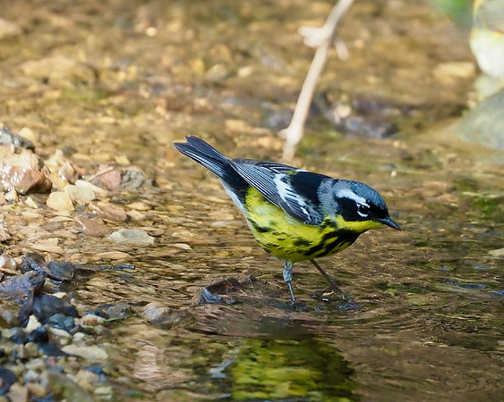 Magnolia Warbler.