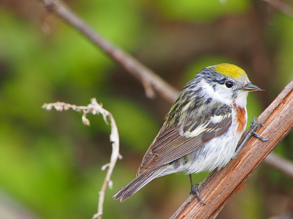 Chestnut-sided Warbler; Lake Park, Milwaukee, WI; May