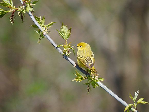 Yellow Warbler