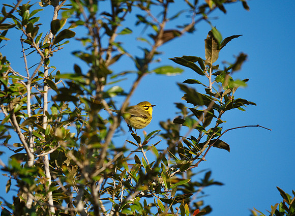 Prairie Warbler, Florida