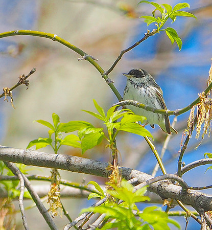 Blackpoll Warbler; Lake Park, Milwaukee, WI; May