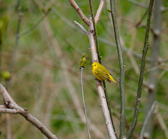 Yellow Warbler