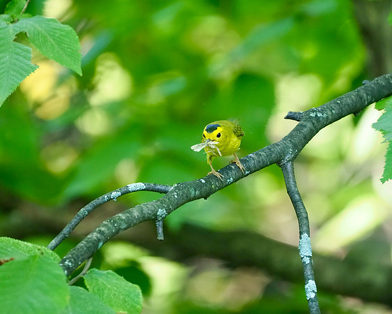 Wilson's Warbler