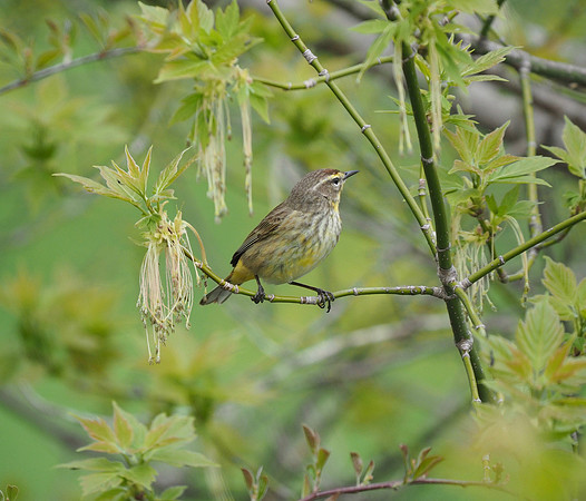 Palm Warbler at the "Magic Hedge".