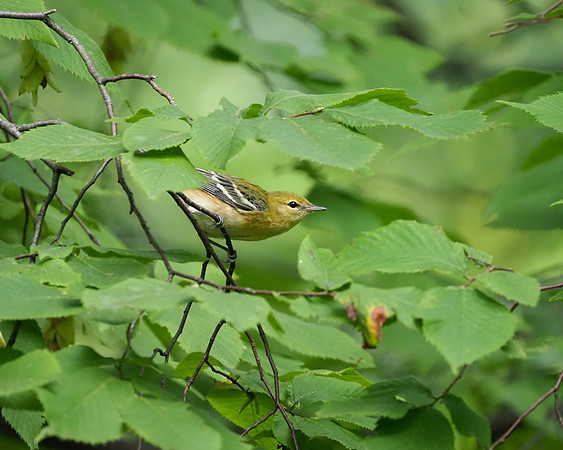Bay-breasted Warbler