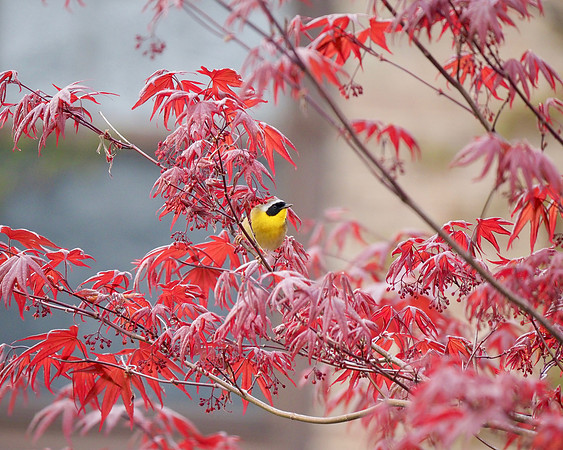 Common Yellowthroat in the Japanese Maple.