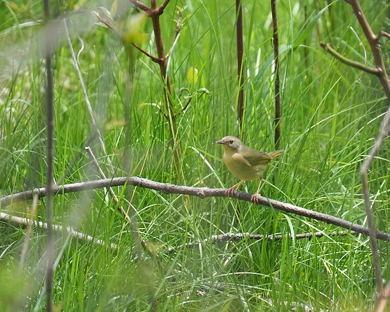 Common Yellowthroat, female.