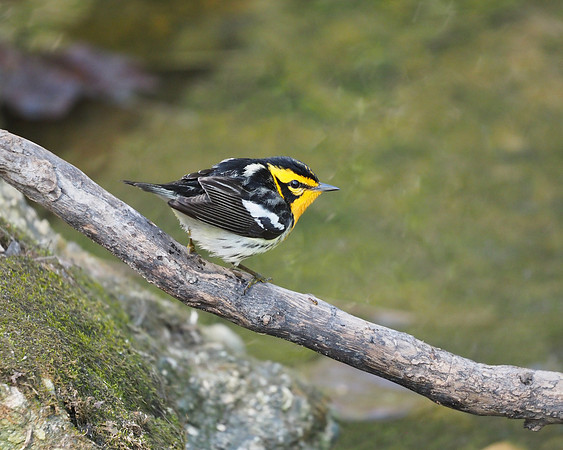 Blackburnian Warbler, Lake Park, May.