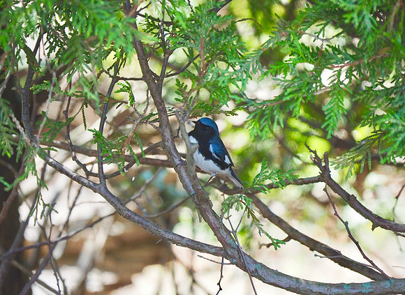 In the cedars.
