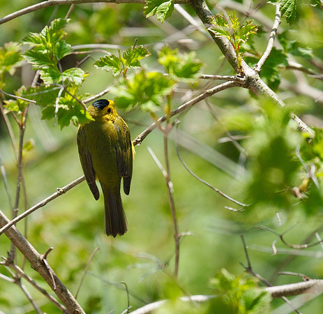 Wilson's Warbler; Lake Park, Milwaukee, WI; May
