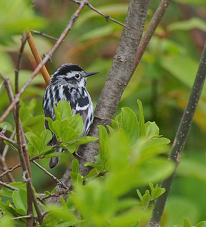 Black-and-white Warbler; Lake Park, Milwaukee, WI; May